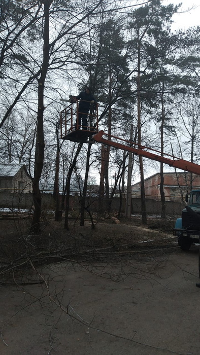 Опиловка деревьев. Декабрь 2021 г.