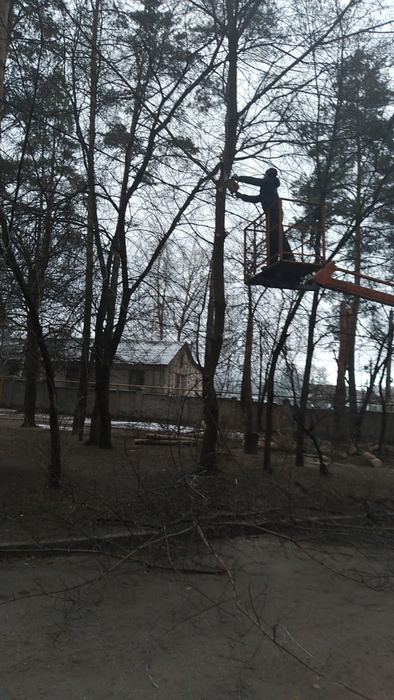 Опиловка деревьев. Декабрь 2021 г.