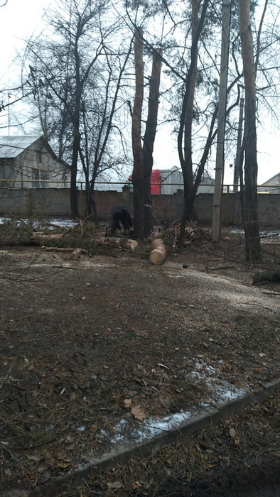 Опиловка деревьев. Декабрь 2021 г.