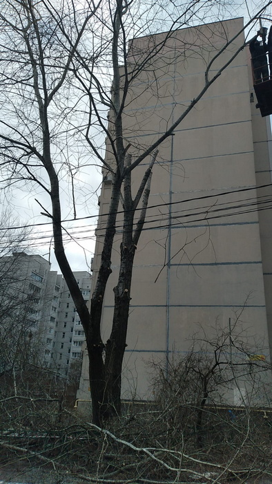 Опиловка деревьев. Декабрь 2021 г.