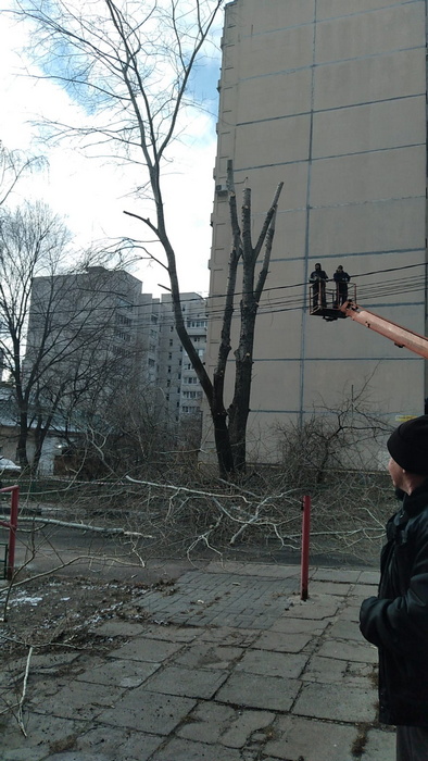 Опиловка деревьев. Декабрь 2021 г.